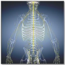 自律神経バランス